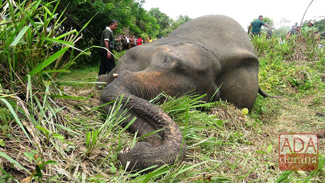 Tougher penalties to protect elephants in Sri Lanka after mass deaths