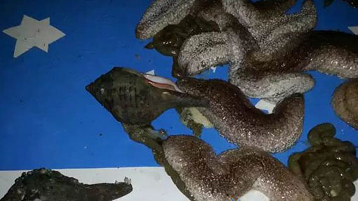 Seven arrested with conch shells and sea cucumber