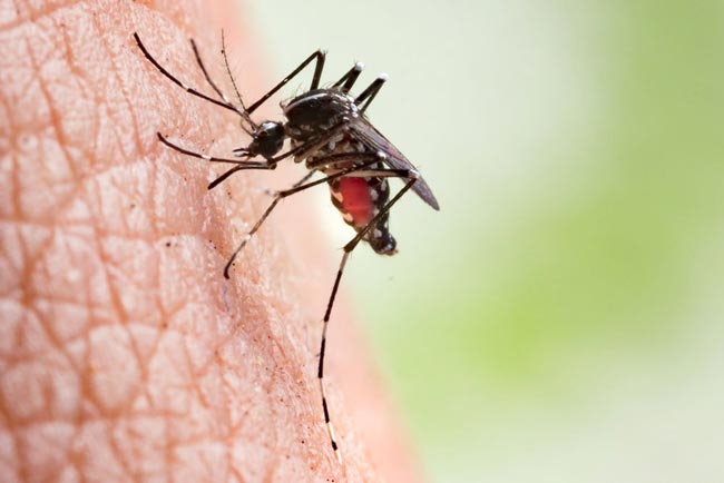 Seventy-four die of dengue in Sri Lanka