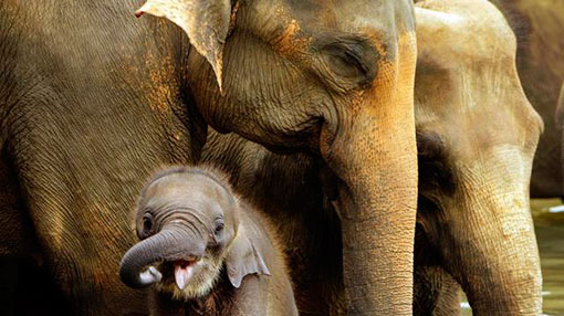 Wildlife Ministry advised to draft policy on management of captive elephants