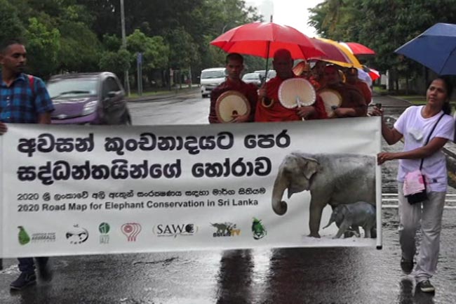 Sobitha Theros plea to safeguard elephants in Sri Lanka