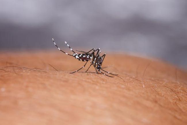 Dengue mosquito density rises in several areas