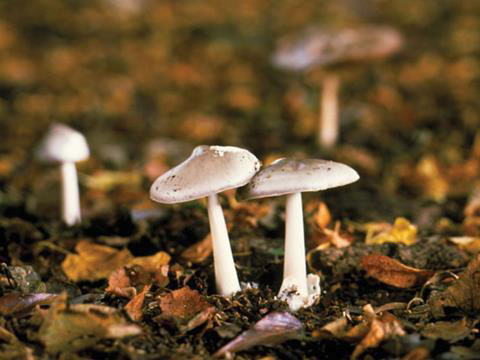 Three hospitalized after eating poisonous wild mushrooms