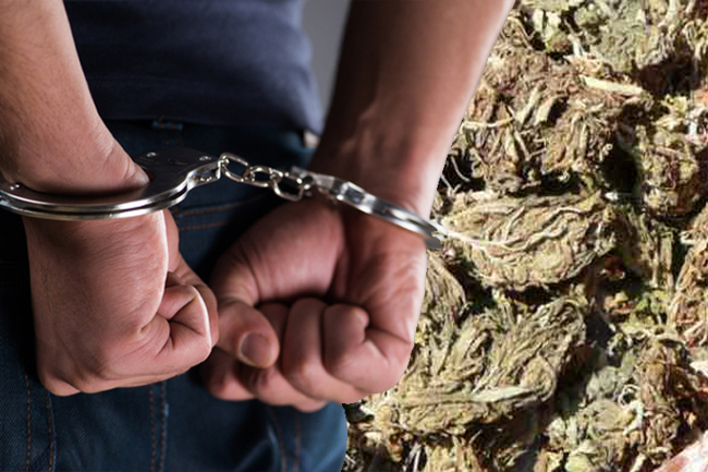 Two nabbed transporting 200kg of Kerala Cannabis to Colombo