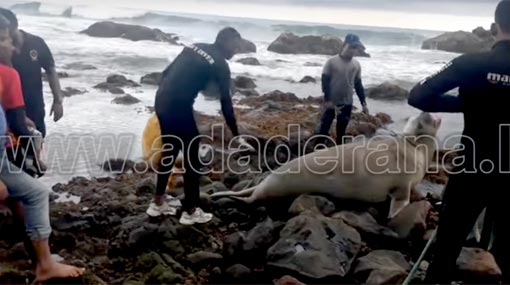 Sea lion roaming in Unawatuna seas sighted in Weligama