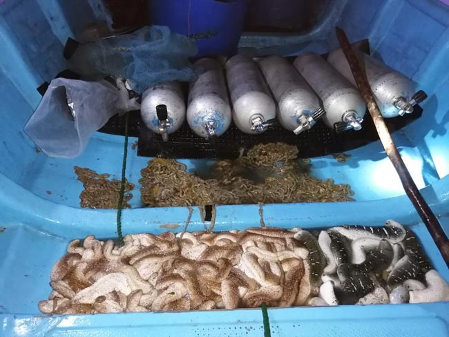 Navy holds four over illegally catching sea cucumber