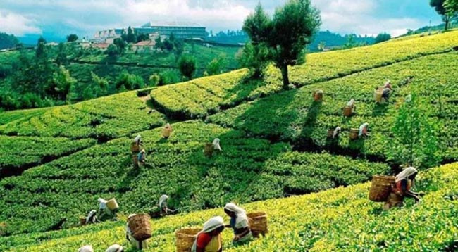 Sri Lanka introduces measures to bail out tea smallholders