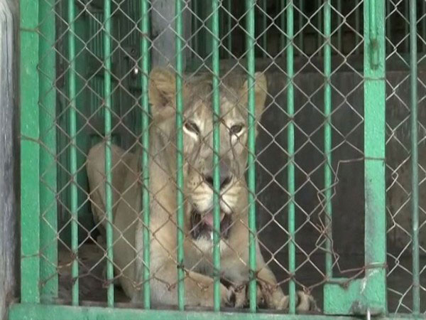 Indian zoo to get four Asiatic lions from Sri Lanka