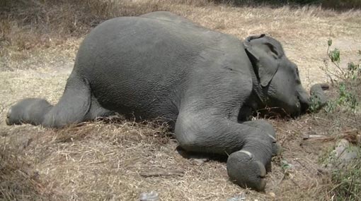 Two wild elephants electrocuted to death
