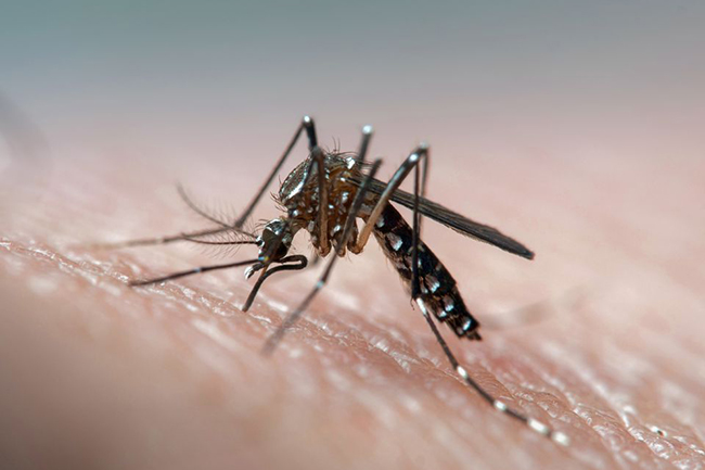 Dengue cases across Sri Lanka double in 2019