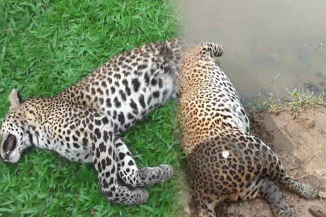 Leopards forelegs severed, killed at Udawalawe National Park