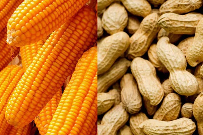 Import of maize and peanuts suspended