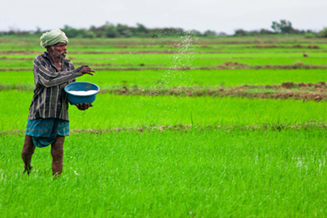 Providing fertilizers free of charge for paddy farmers approved