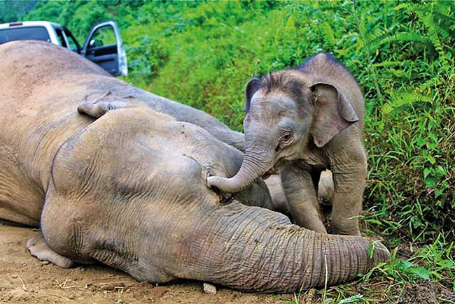 2019 records highest number of elephant deaths in Sri Lanka