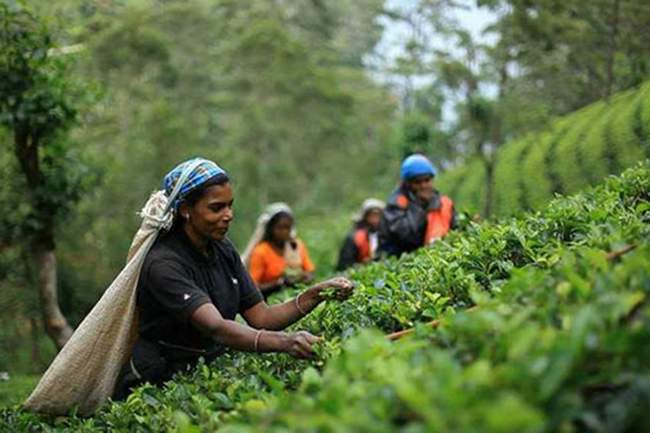 Cabinet approves minimum wage of Rs. 1000 for estate workers
