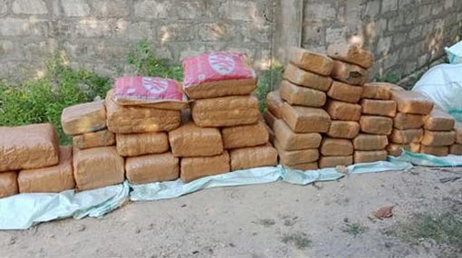 Half a ton of Kerala Cannabis seized within 36 hours