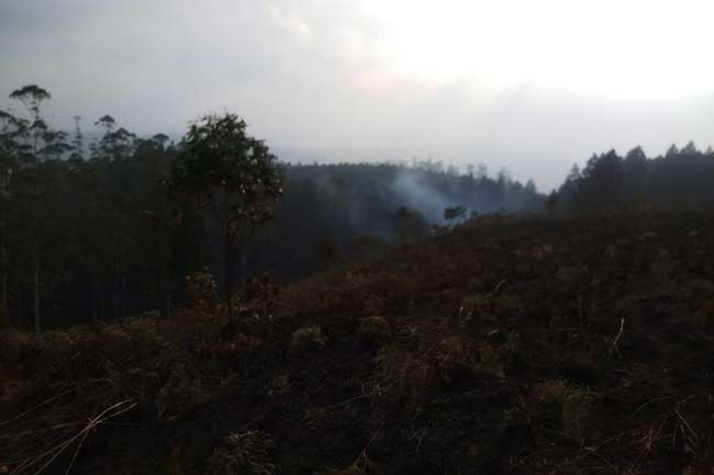 Fire erupts in forest reserve in Hatton