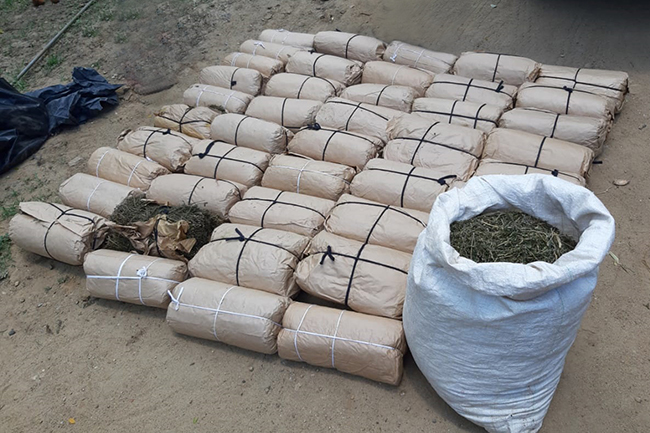 Two persons nabbed with 49kg of cannabis 