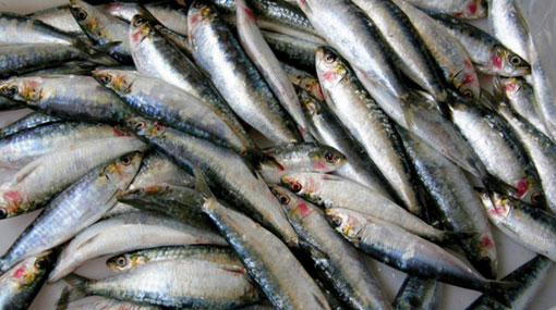  EU ban on Sri Lankan fish exports completely lifted
