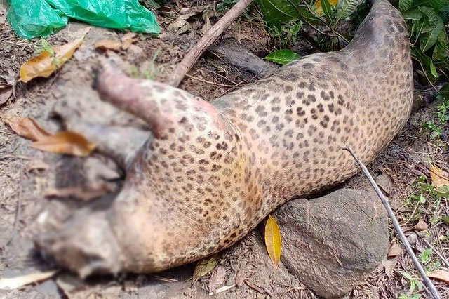Another leopard dead after caught in trap