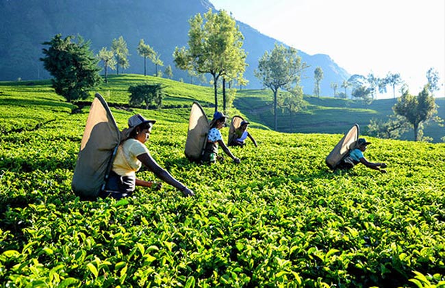 Levy for exporting tea suspended for 6 months