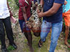 Two more leopards caught in traps, one dead