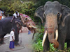 Tusker who carried Tooth Relic casket at Kandy Esala Perahera dies, aged 70