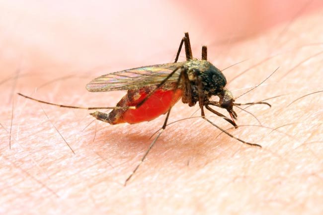Eight returnees from African continent infected with malaria