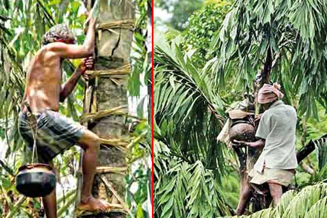 Police stations instructed not to take action against Kithul toddy tappers