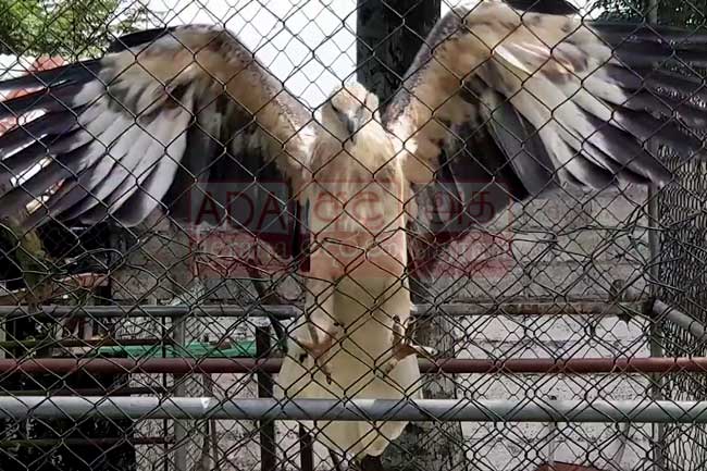 Hawk-eagle used by Angoda Lokka for drug trafficking seized