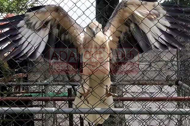 Angoda Lokkas drug carrier hawk-eagle to be sent to Dehiwala Zoo