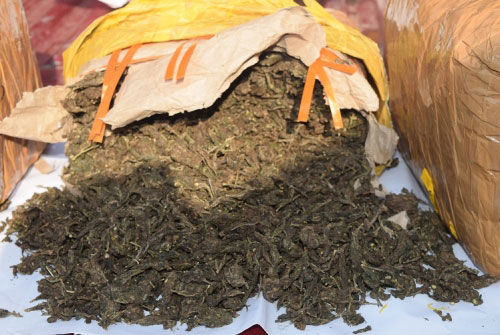 Four nabbed with 30kg of Kerala cannabis and Rs 1 million in cash