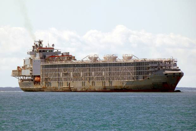 New Zealand suspends live cattle exports after ship capsizes