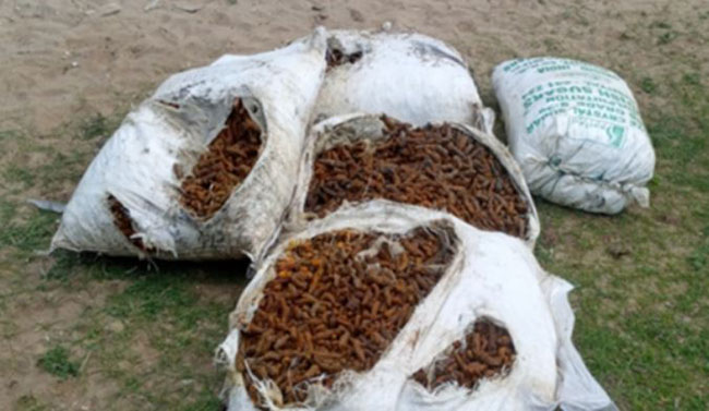 Navy foils smuggling attempt, recovers 818 kg of dried turmeric