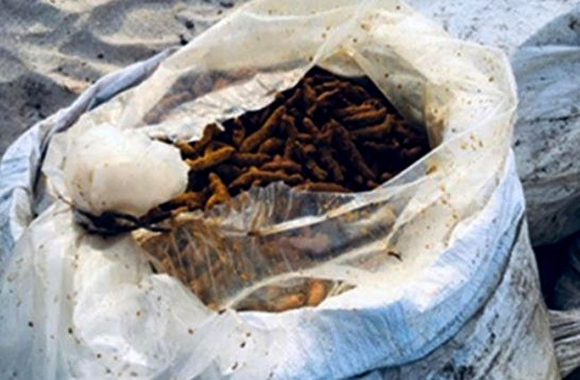 Naval operation nets over 520 kg of dried turmeric in Mannar