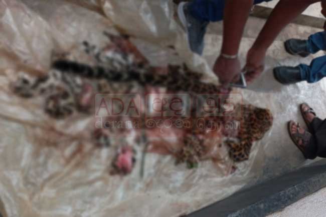 Three including woman arrested for killing leopard and selling meat