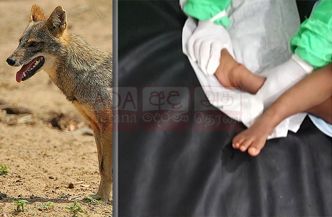 Jackal killed after entering home and biting small child