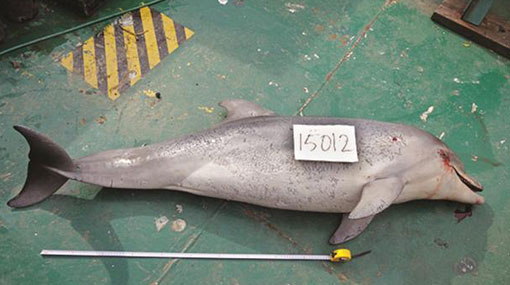 Nine fishermen arrested for killing dolphins