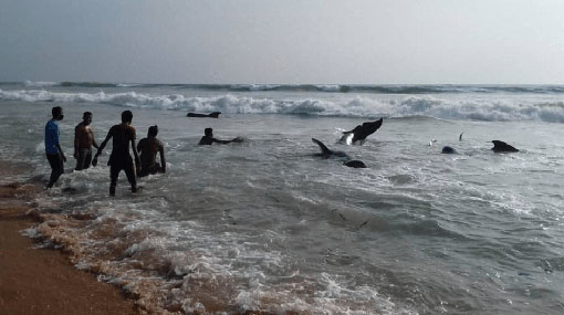 Rescuers race to save whales in Sri Lankas biggest stranding