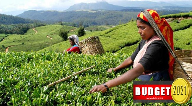 Budget 2021: Daily wage of estate workers increased to Rs 1,000