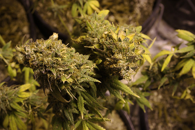 UN reclassifies cannabis as a less dangerous narcotic 
