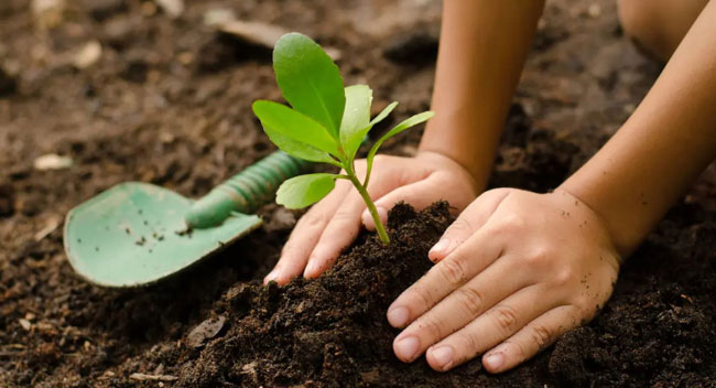 Tree planting program to celebrate Independence Day