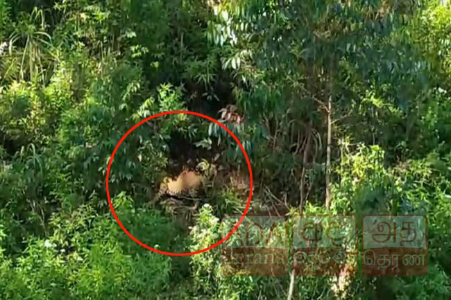 Another leopard found caught in trap