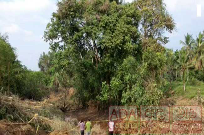 Expressway to be built without uprooting Crudia zeylanica tree