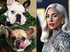 Lady Gaga�s dog-walker shot and bulldogs stolen