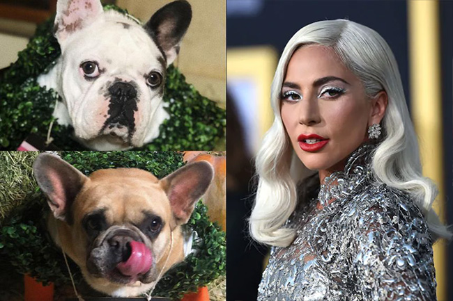 Lady Gagas dog-walker shot and bulldogs stolen