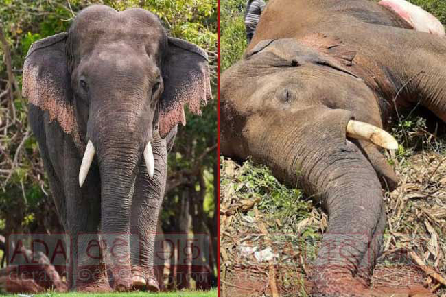 Oldest tusker of Kala-Balalu Wewa reserve killed by electric fence