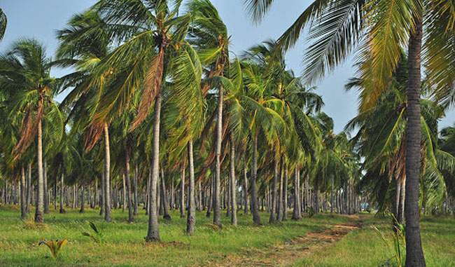 New provisions to halt felling of coconut trees