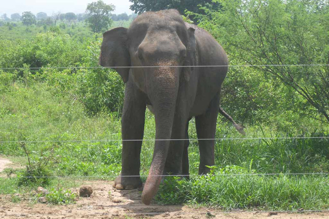 Millions spent on electric fence, but human-elephant conflict unresolved, COPA told