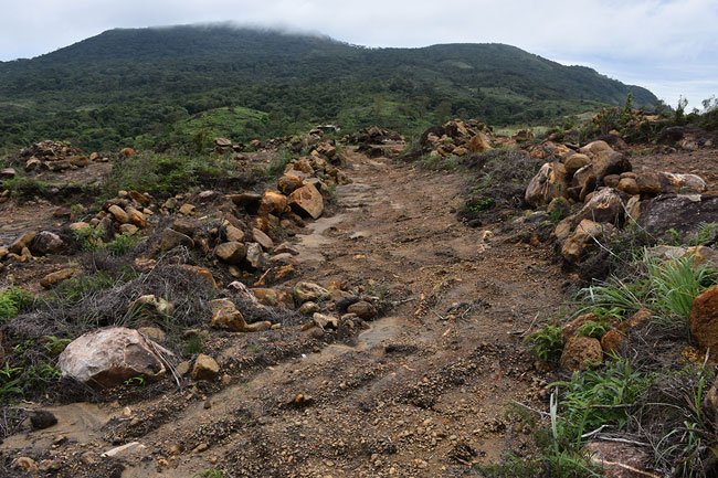 Forest Conservation Dept addresses reports on deforestation